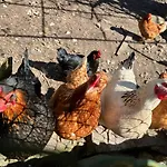 Дом отдыха Ferme Des Jonquilles 15p - Billard, Ps4, Salle De Sport Жерарме