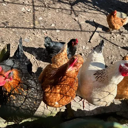 Nyaraló Ferme Des Jonquilles 15p - Billard, Ps4, Salle De Sport Gérardmer