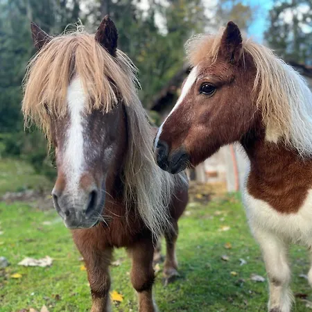 Ferme Des Jonquilles 15p - Billard, Ps4, Salle De Sport