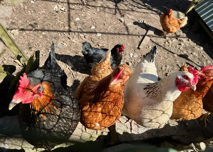 Prázdninový dům Ferme Des Jonquilles 15p - Billard, Ps4, Salle De Sport Gérardmer