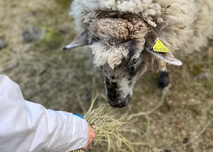 Prázdninový dům Ferme Des Jonquilles 15p - Billard, Ps4, Salle De Sport *