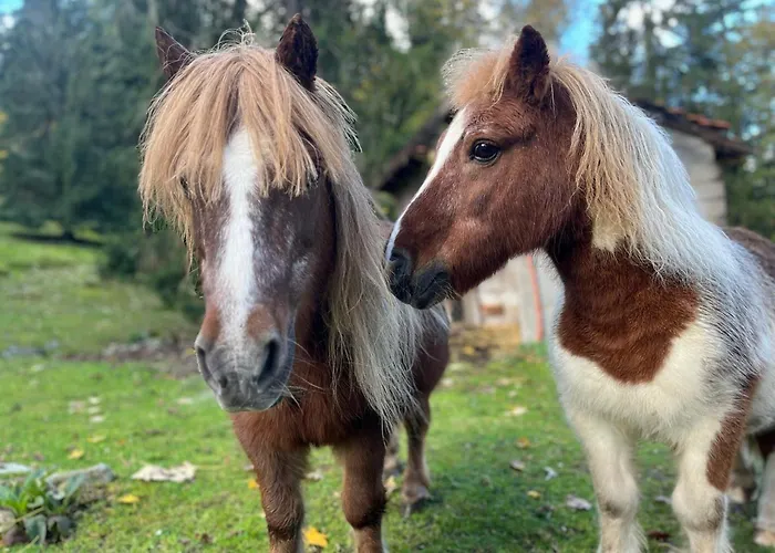 Ferme Des Jonquilles 15p - Billard, Ps4, Salle De Sport